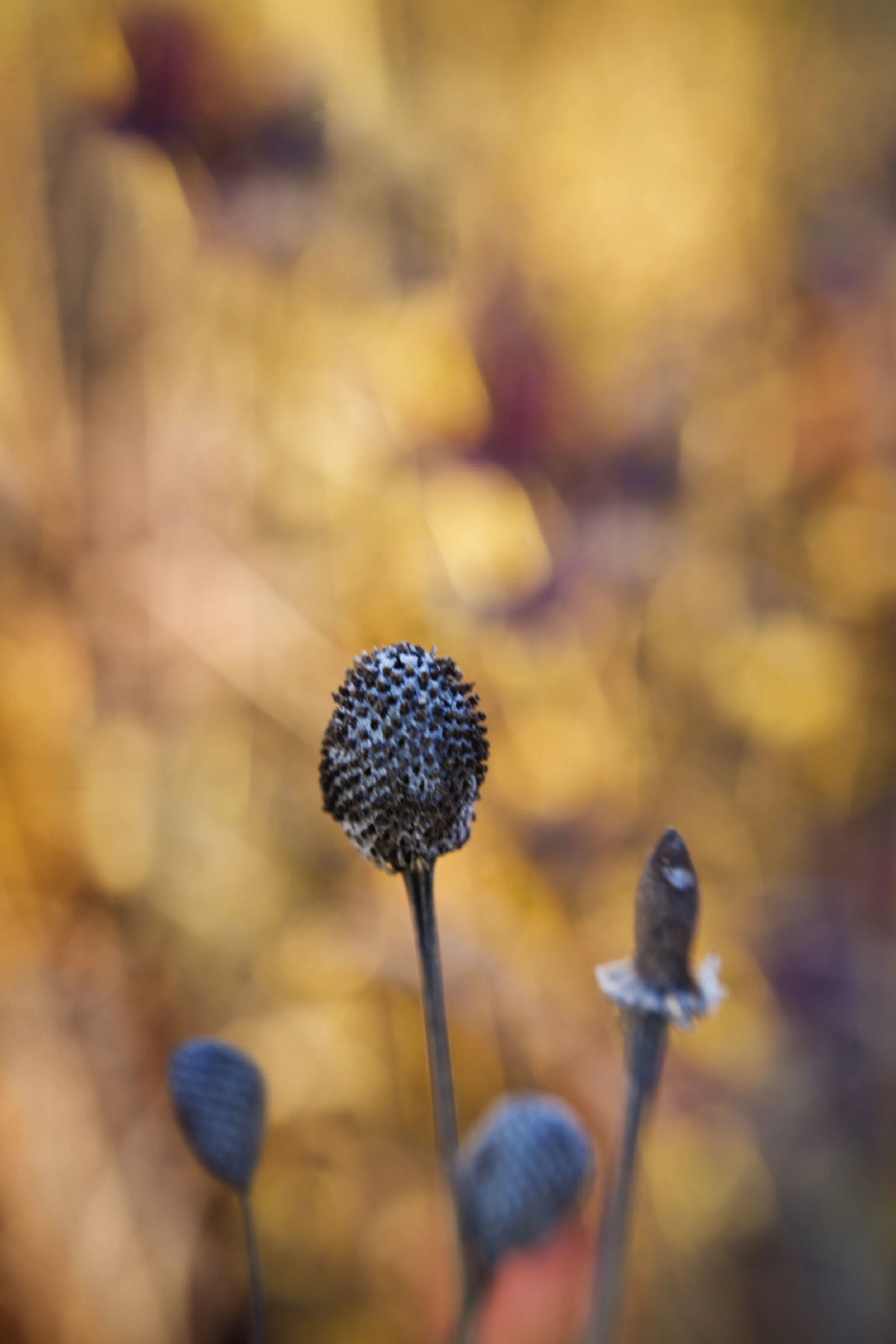 _MG_2677_color3c.jpg