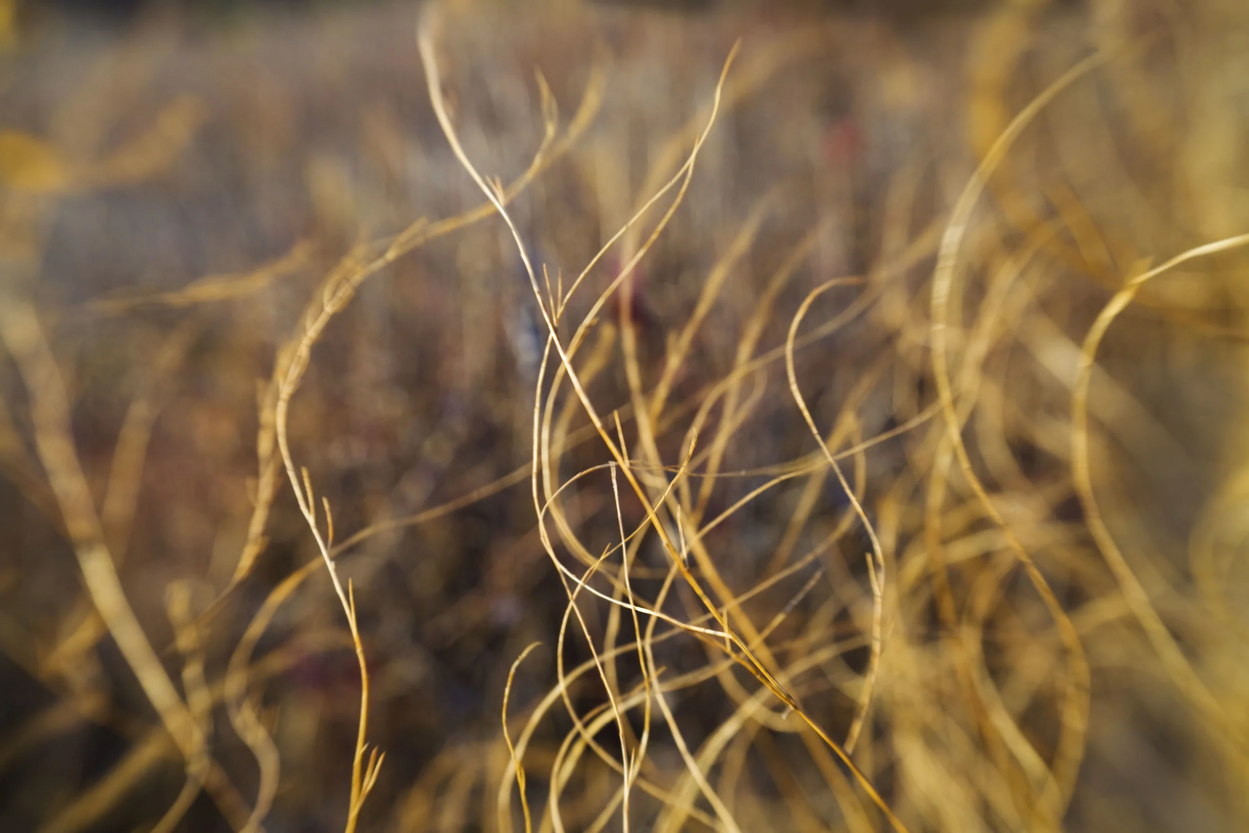 _MG_2695_grasses1.jpg