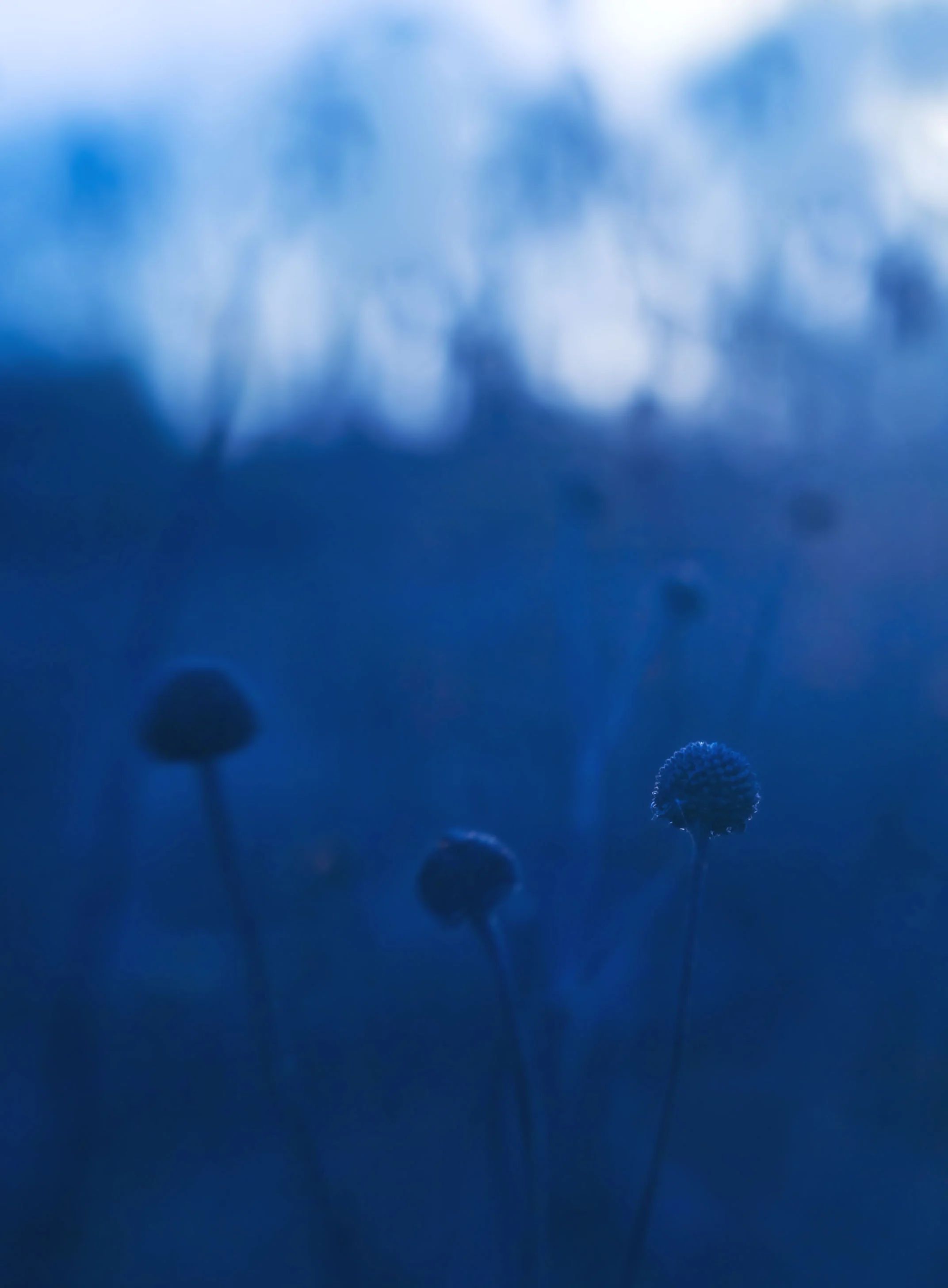 blue_gloam_2738c.jpg