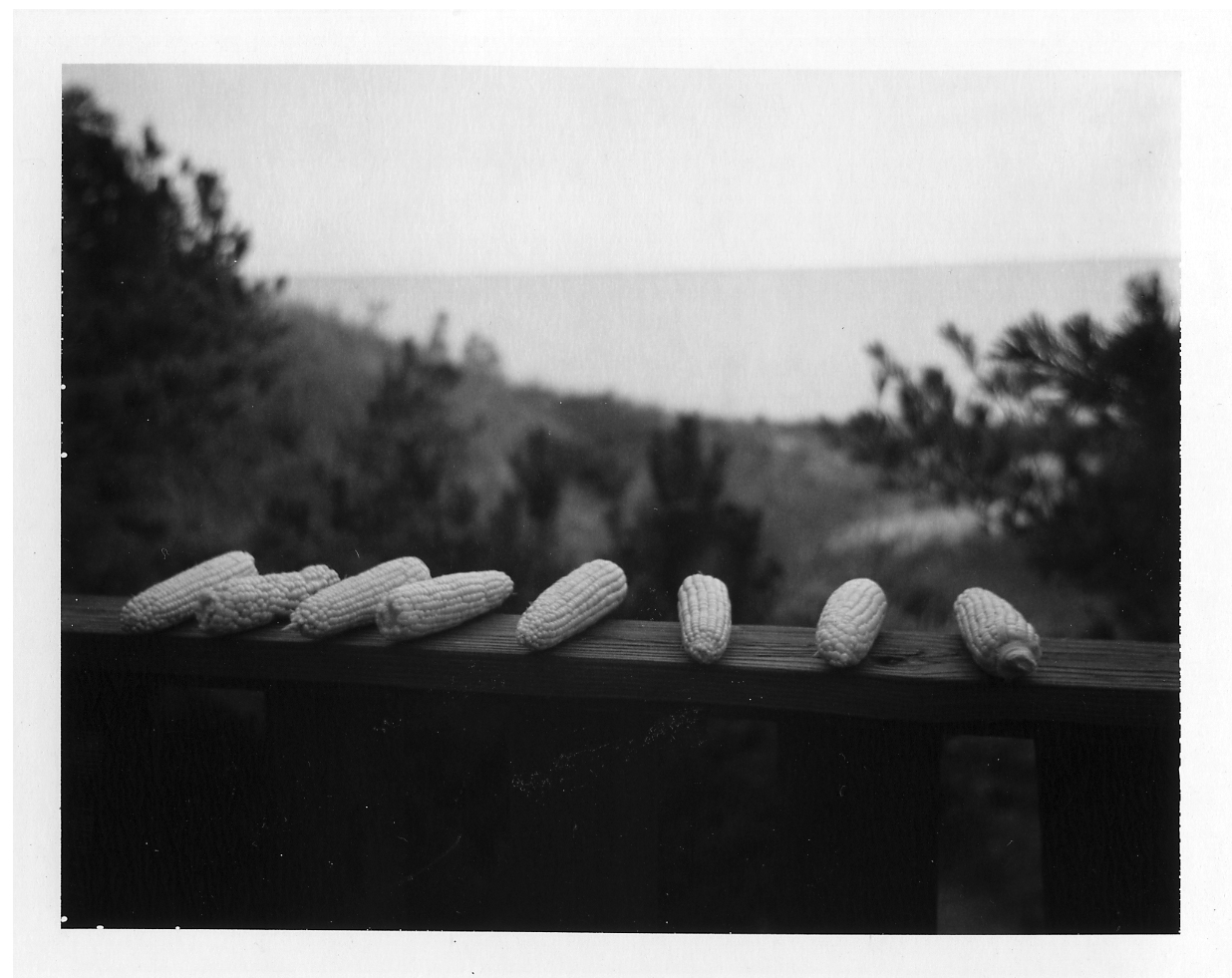 Sarah Hadley corn_sea.jpg