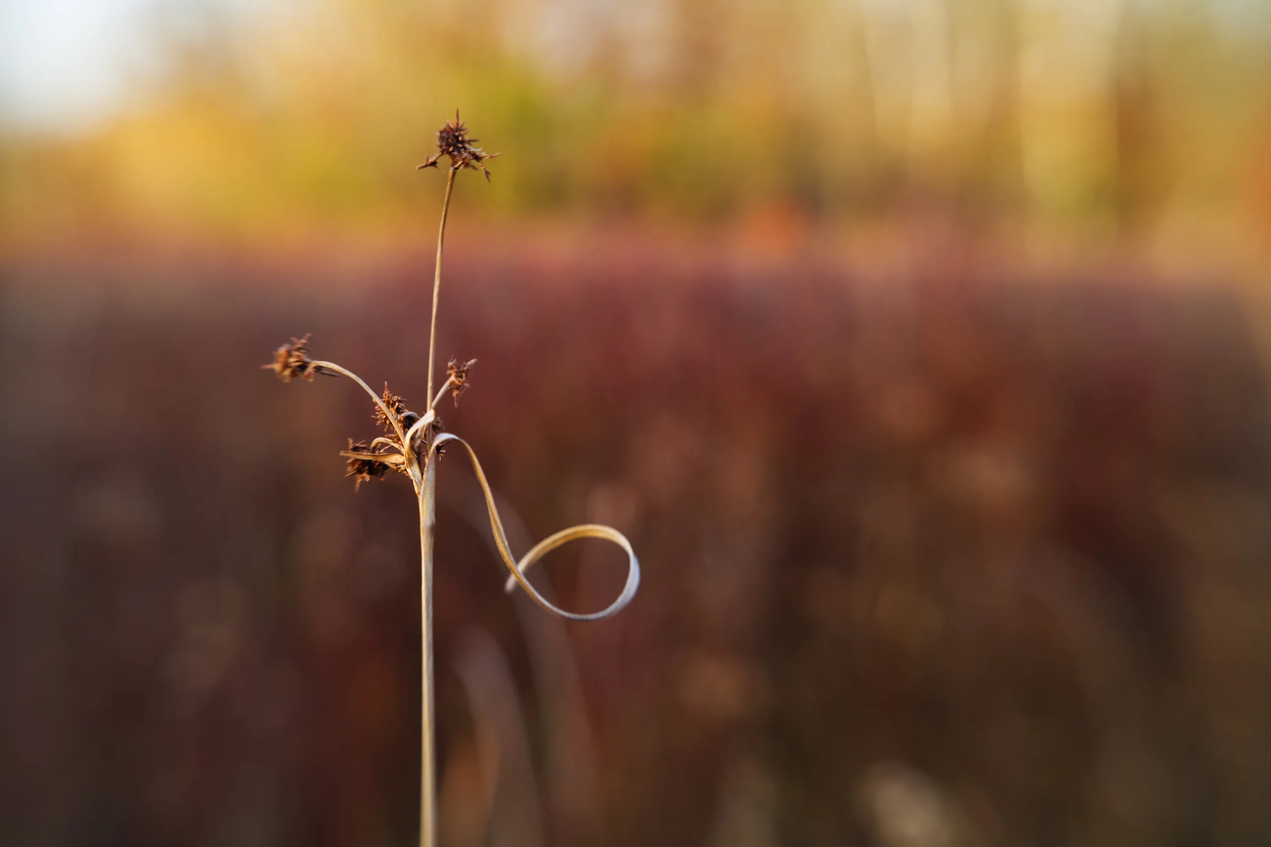 _MG_2717.jpg