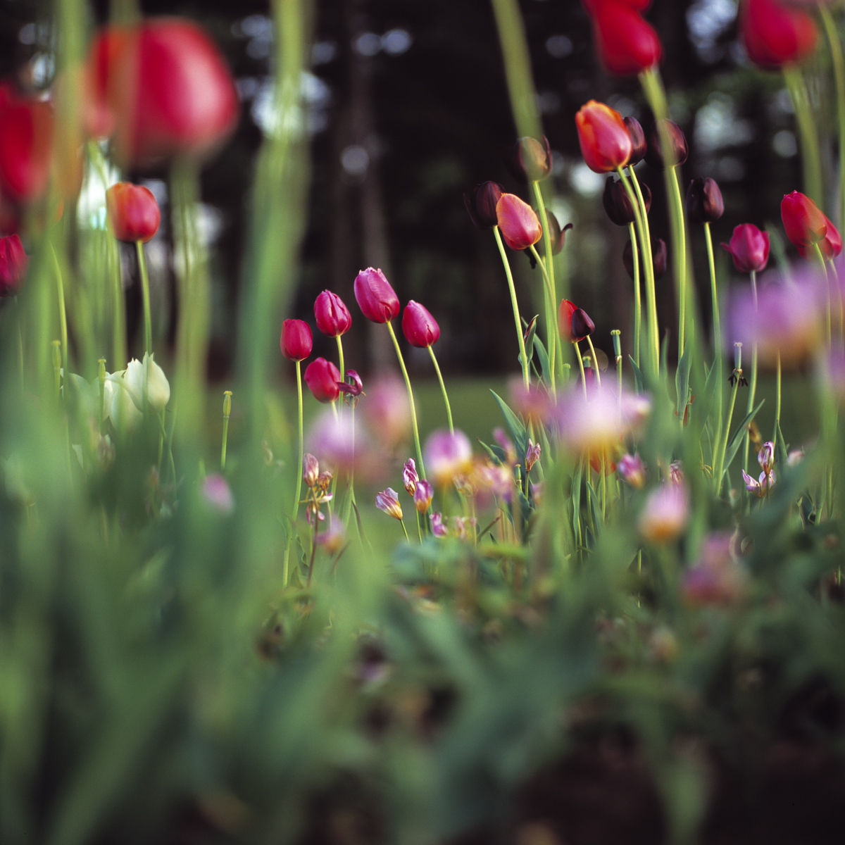 Tulips_1_15.jpg