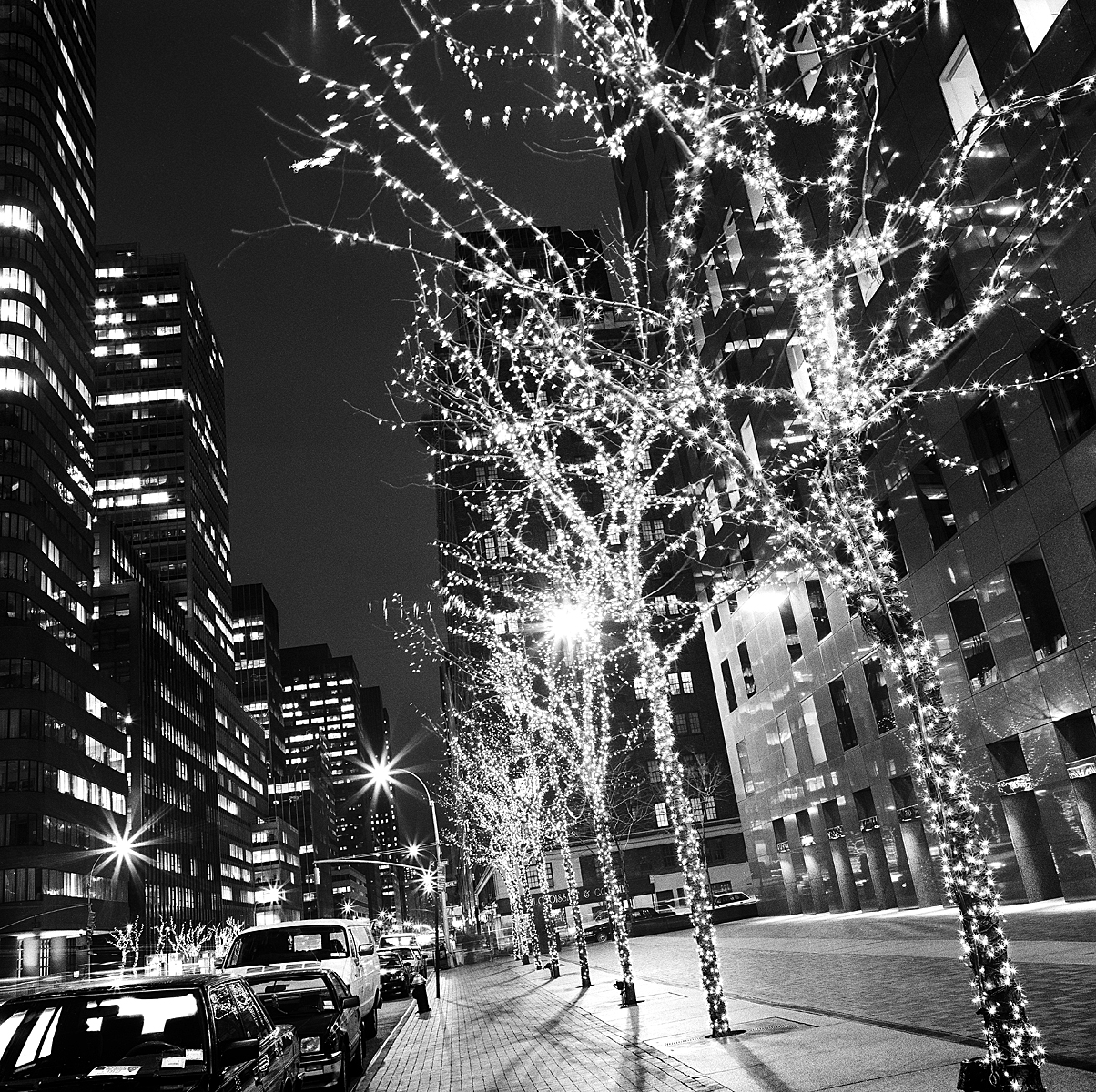 x mas trees on street.jpg