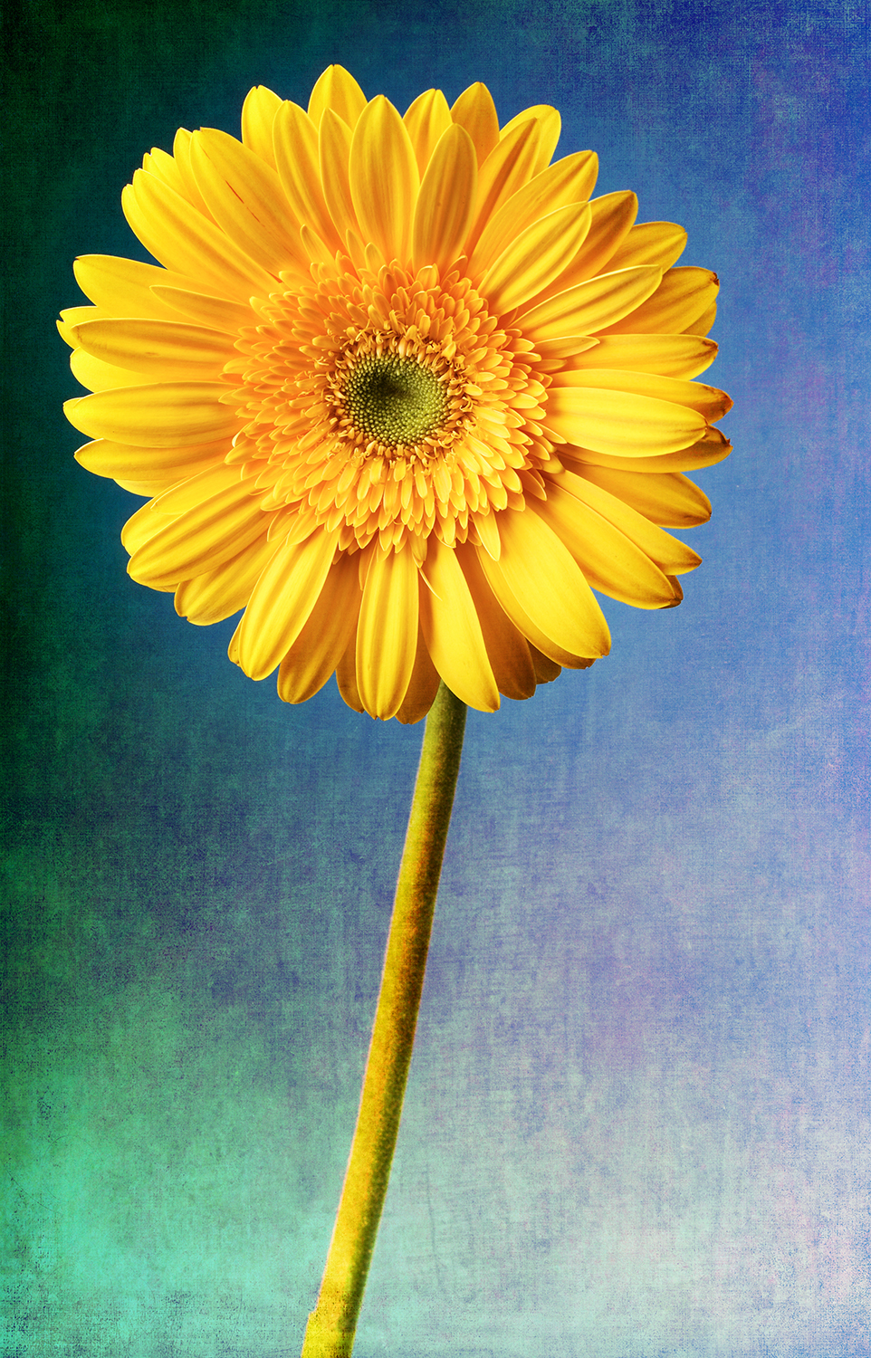 Yellow Gerber Daisy.jpg