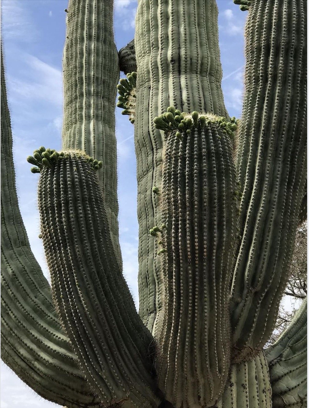 Saguaro Starting to Bloom.jpg