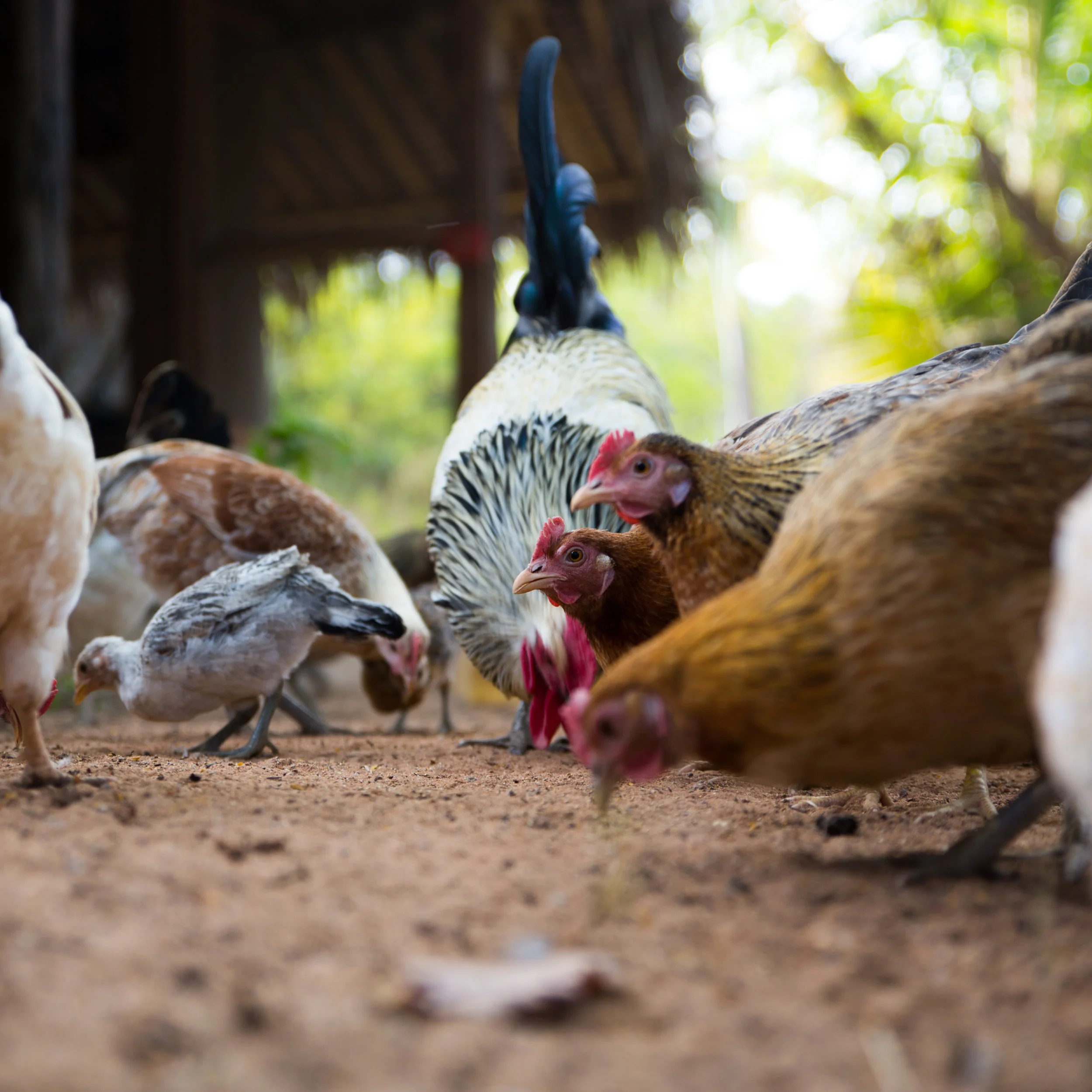 Chickens We breed a 'village' variety of chicken renowned for their full flavour and lean tender meat. They are fed a diet of whole grains and greens from the garden, and are regularly rotated through the nursery where they scratch and forage their way to healthier soil.
