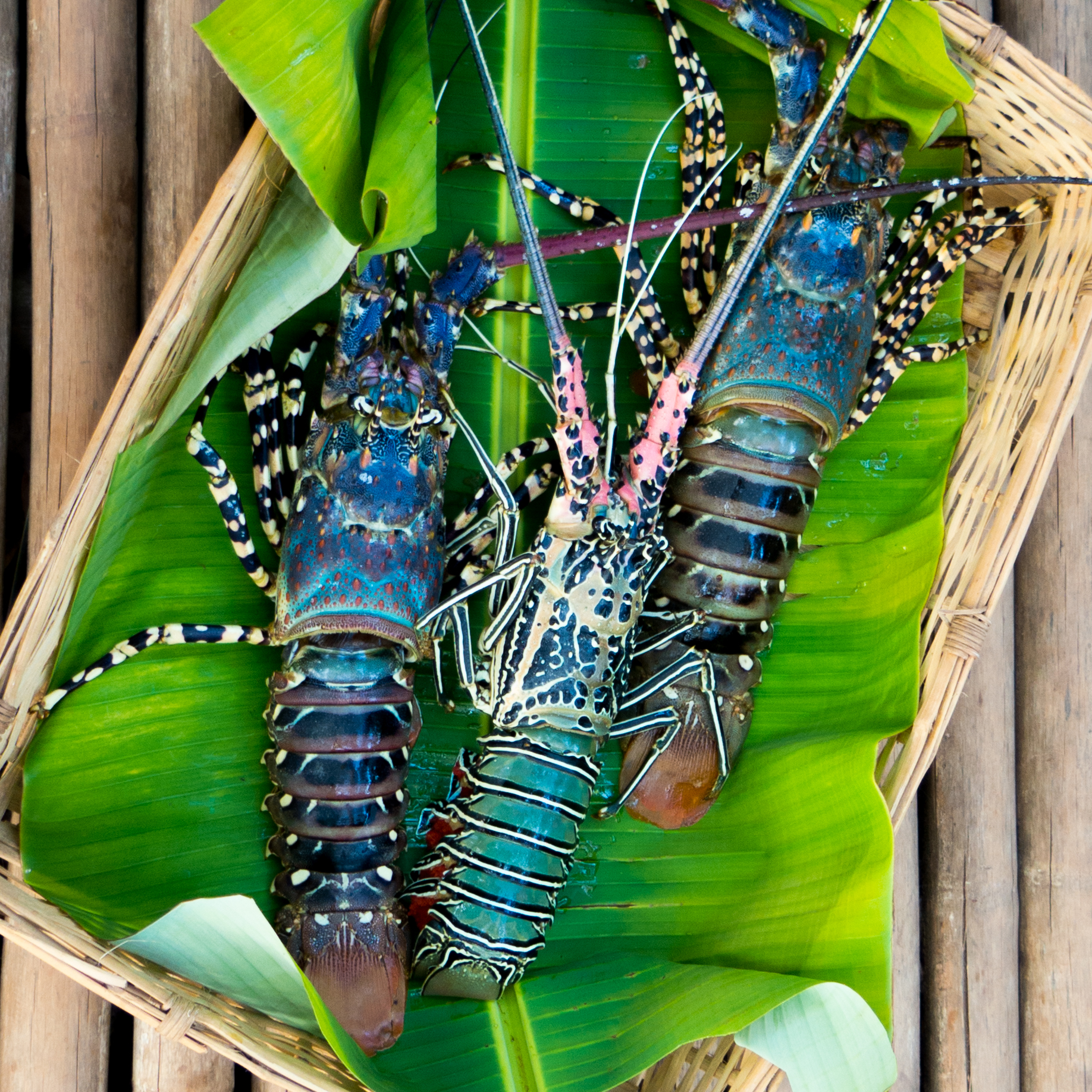 Locally Sourced Seafood The surrounding area is blessed with the gifts of the sea, which provides a daily bounty of fresh fish, lobster, squid, giant prawns and mud crabs. Subject to seasonal and daily availability, we can meet most culinary expectations by request.