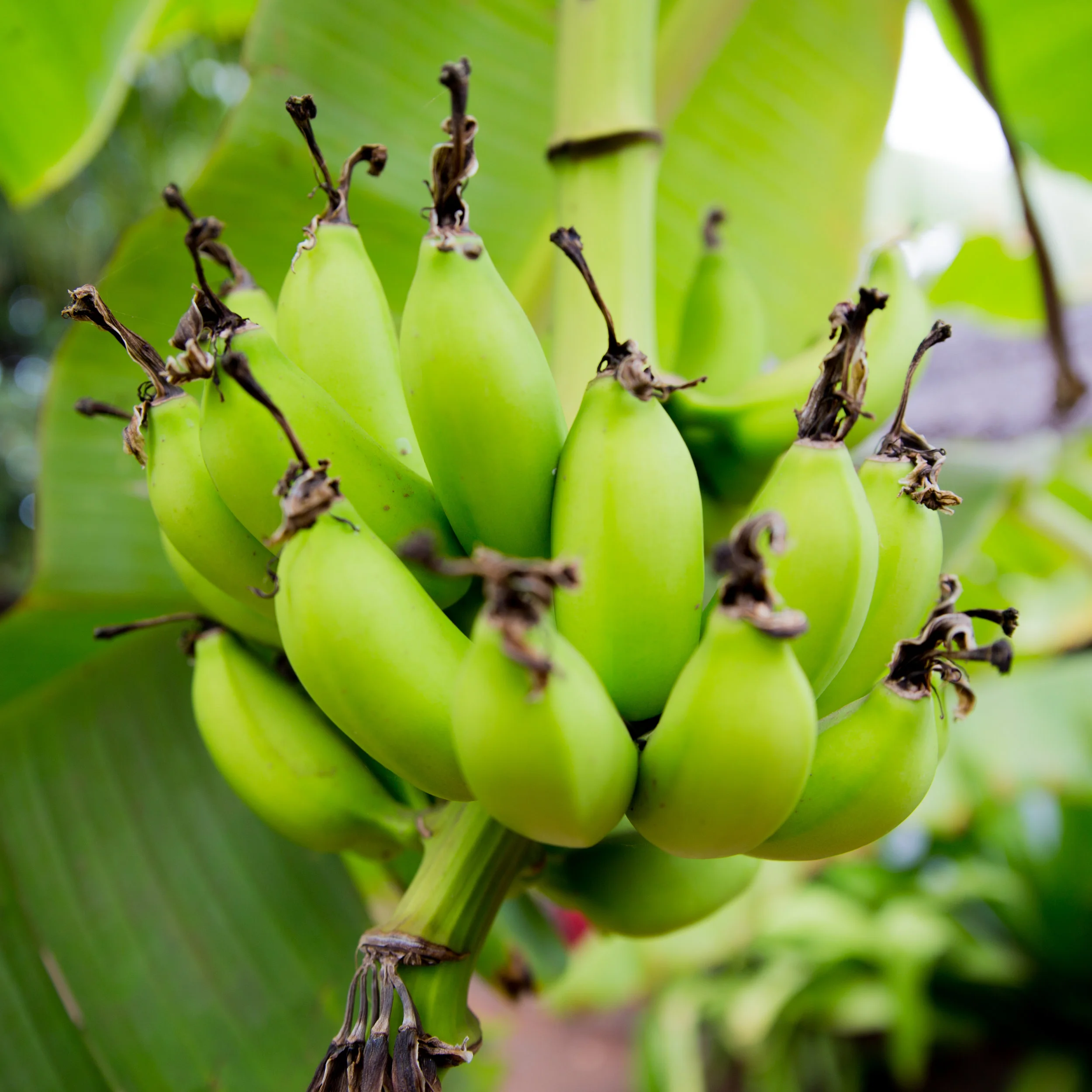 Fruit and Vegetable Gardens In addition to the mature cashew, mango and almond trees that cover the land, we are slowly growing a large fruit and vegetable garden for the daily consumption of our guests.