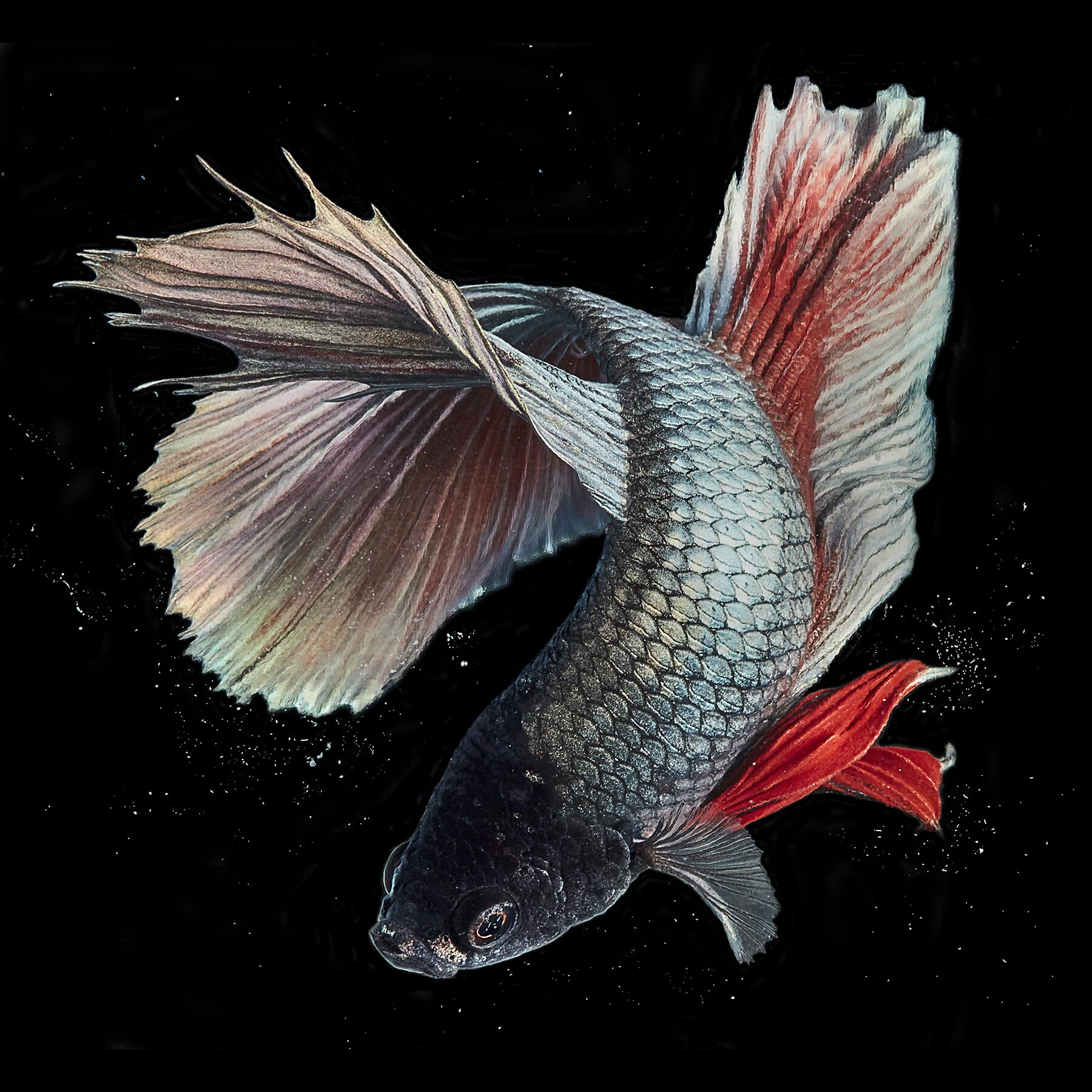 Silverback 50x50_.jpg