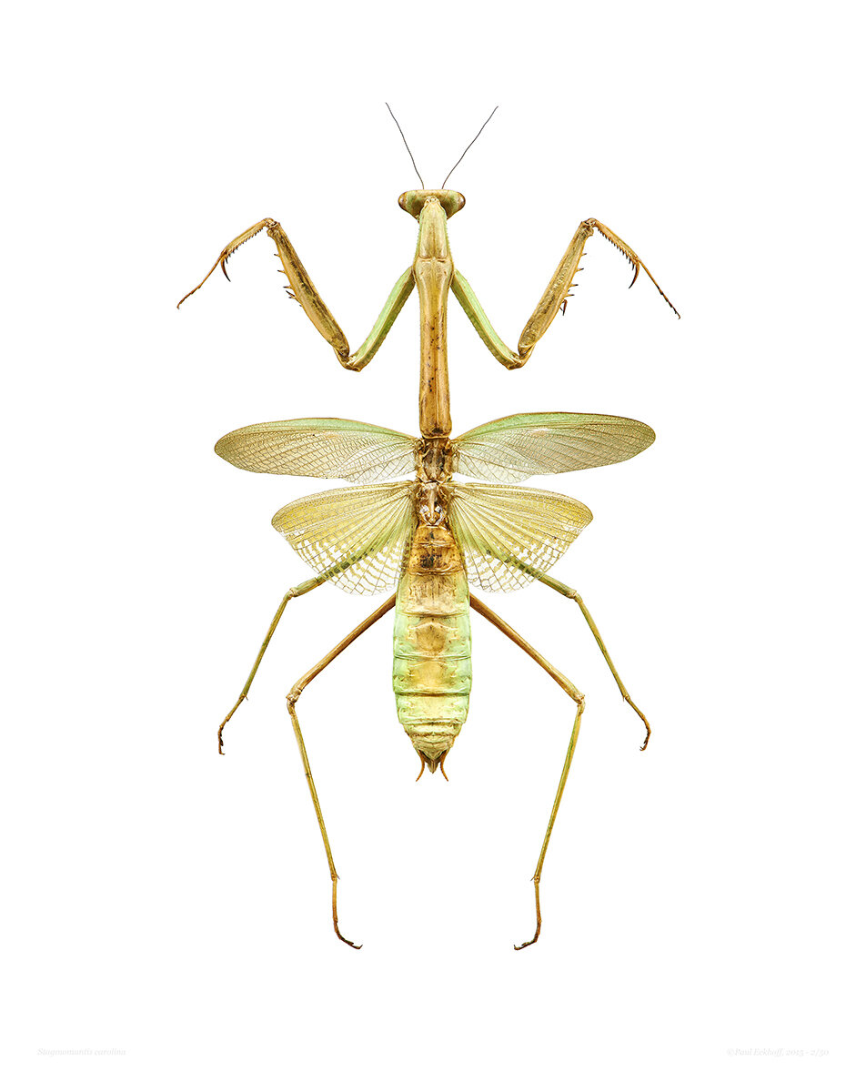 Carolina Mantid