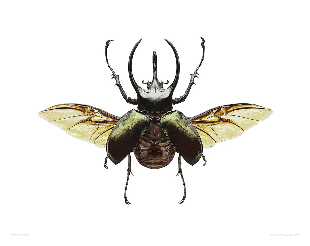 Chalcosoma_atlas.jpg