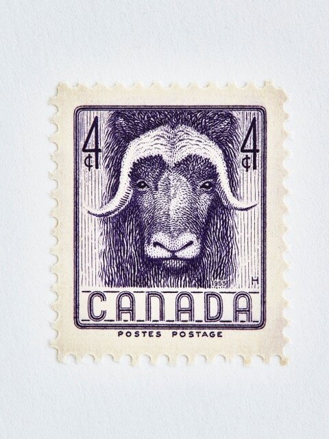 Wildlife Week Stamp - Ox