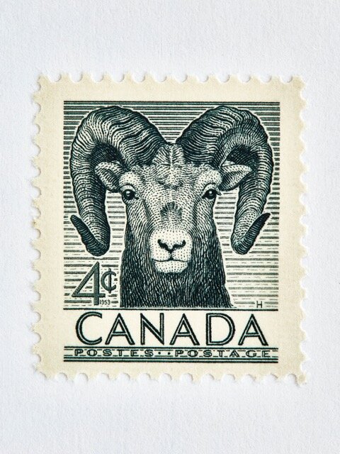 Wildlife Week Stamp - Ram