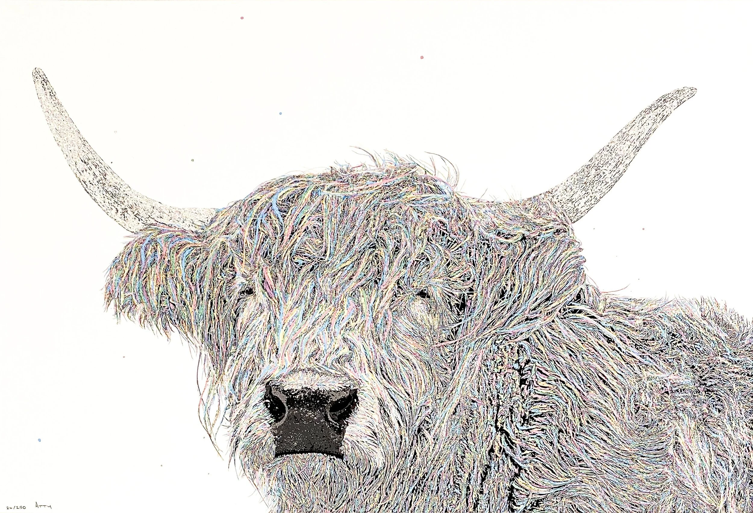 Alfred Highland Cow