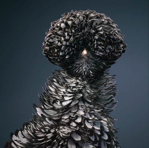 Tim Flach