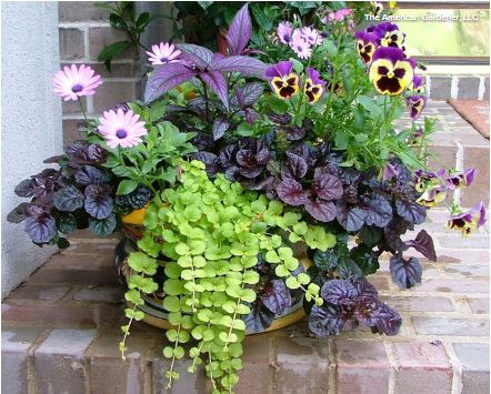 12 Stunning Spring Container Gardens Bergdahl Real Property