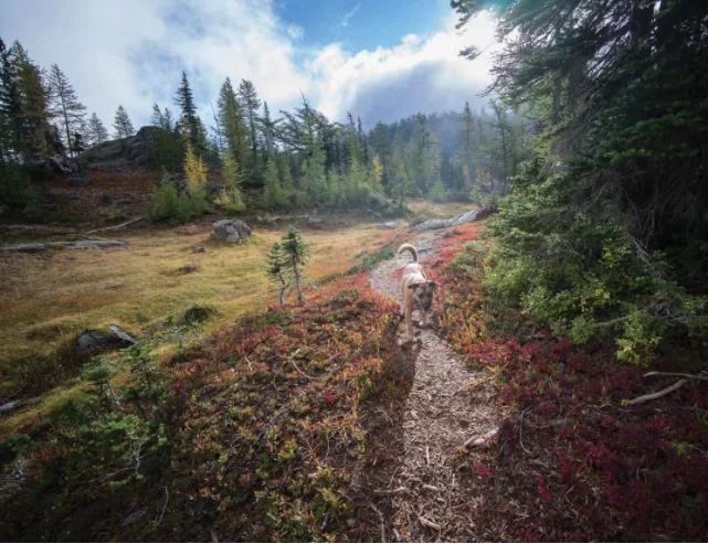 Hiking near Alpine Lakes High Camp.IMAGE:&amp;nbsp;COURTESY MARK GRIFFITH