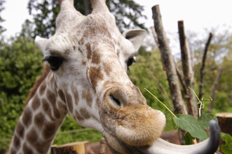 Photo: Ryan Hawk for Woodland Park Zoo