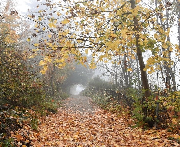 Changing leaves seen at a SeaTac park in October 2018. (Patch file photo/Neal McNamara)
