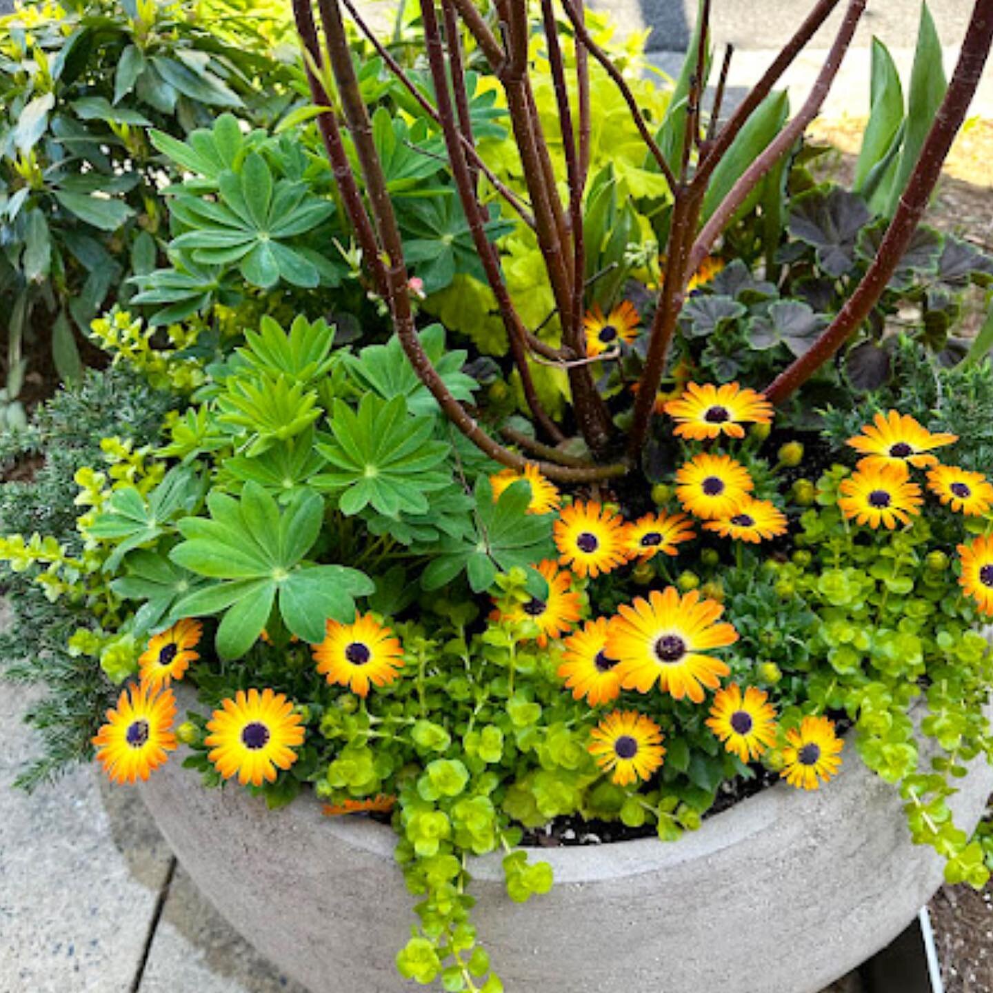 One thing I didn&rsquo;t inherit from my mother is her green thumb, but I can certainly appreciate the beauty and artistry of a well-designed container arrangement like these in downtown Bethesda! Don&rsquo;t you love when the most beautiful things a