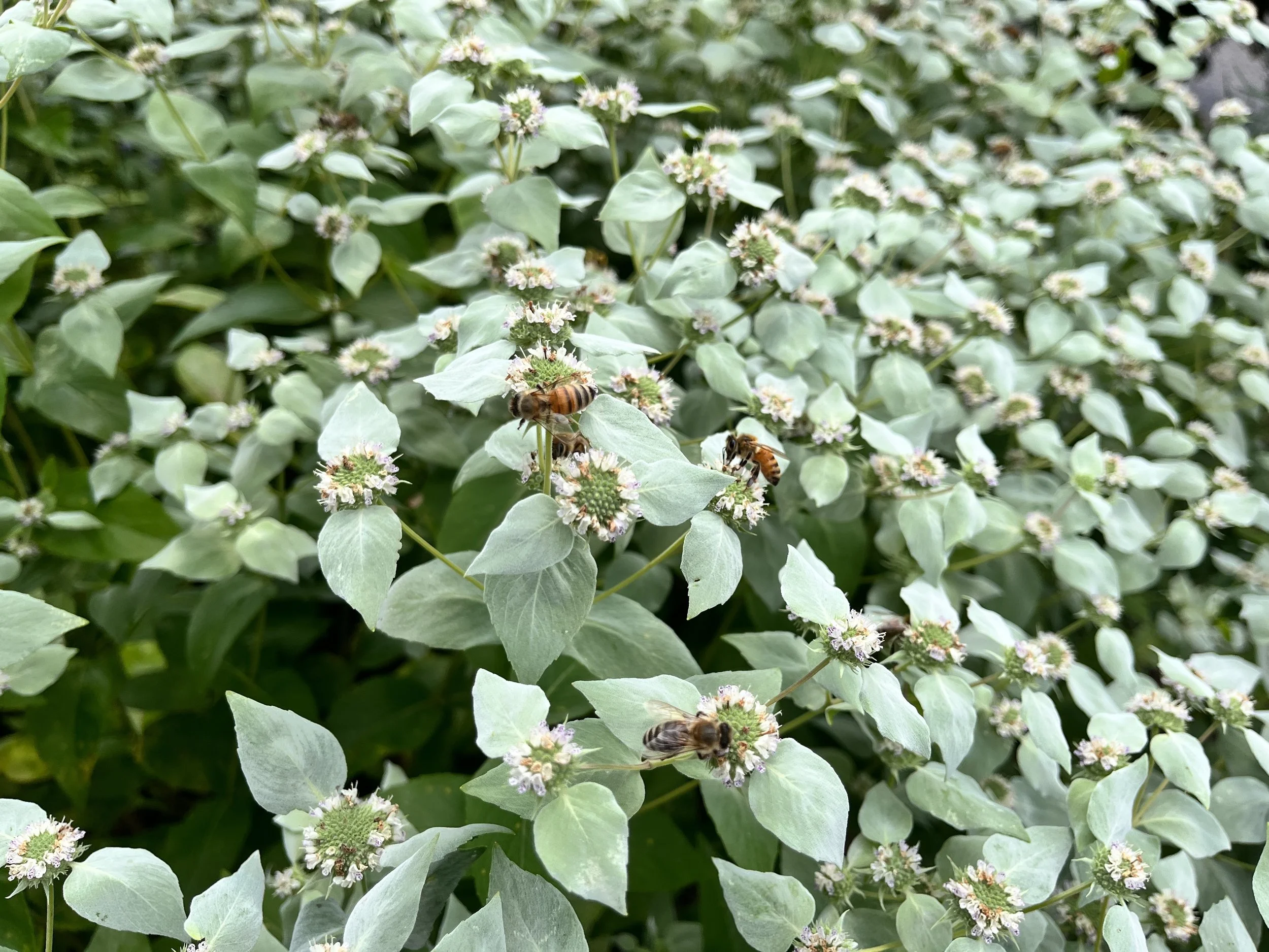 Native Mountain Mint provides a feast for native bees, wasps and more. The sound of the buzzing is a joy when the densely clustered flowers bloom!