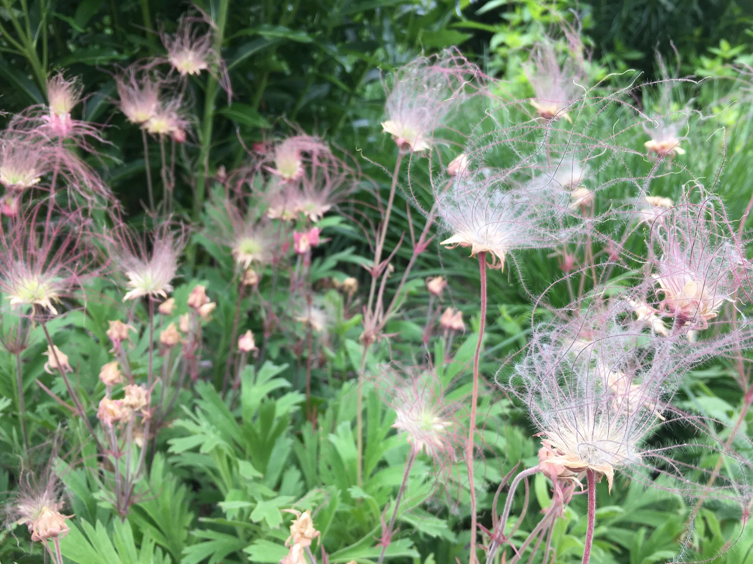 The lyrical puffs of Geum triflorum are magical as they catch the slightest breeze.
