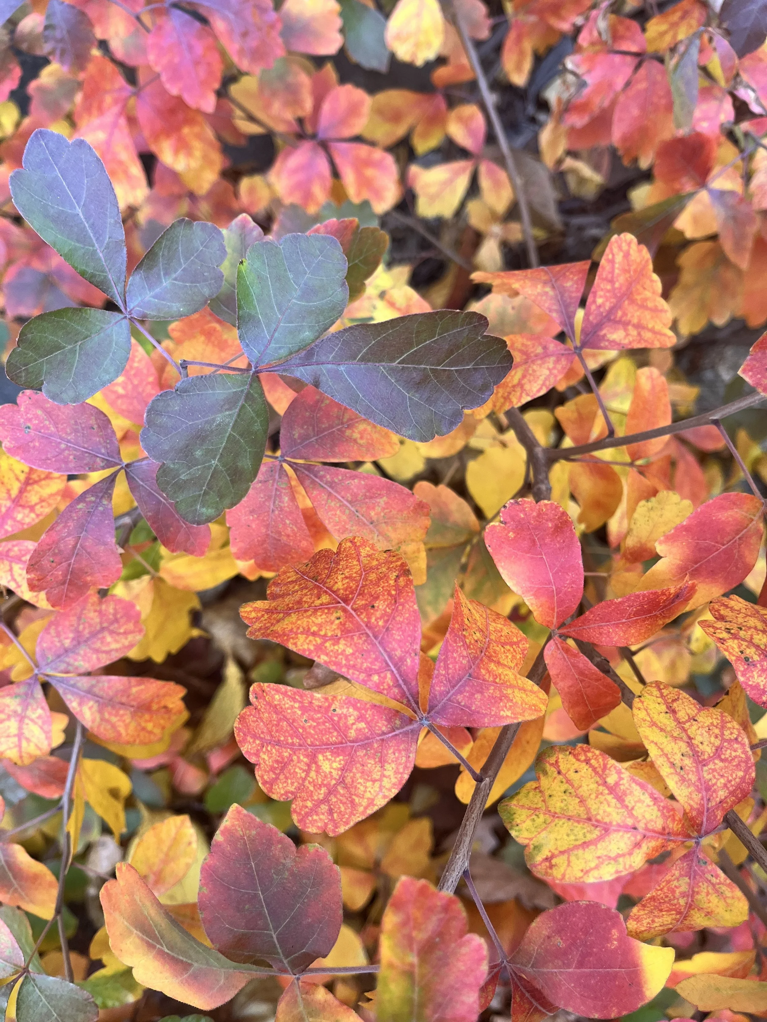 Including a lovely native ground cover shrub like Rhus aromatica, with its vibrant orange and red leaves, is a winner in the autumn! 
