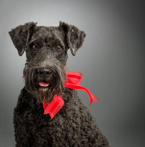 Potthast_Pets_lorrea_dog.jpg