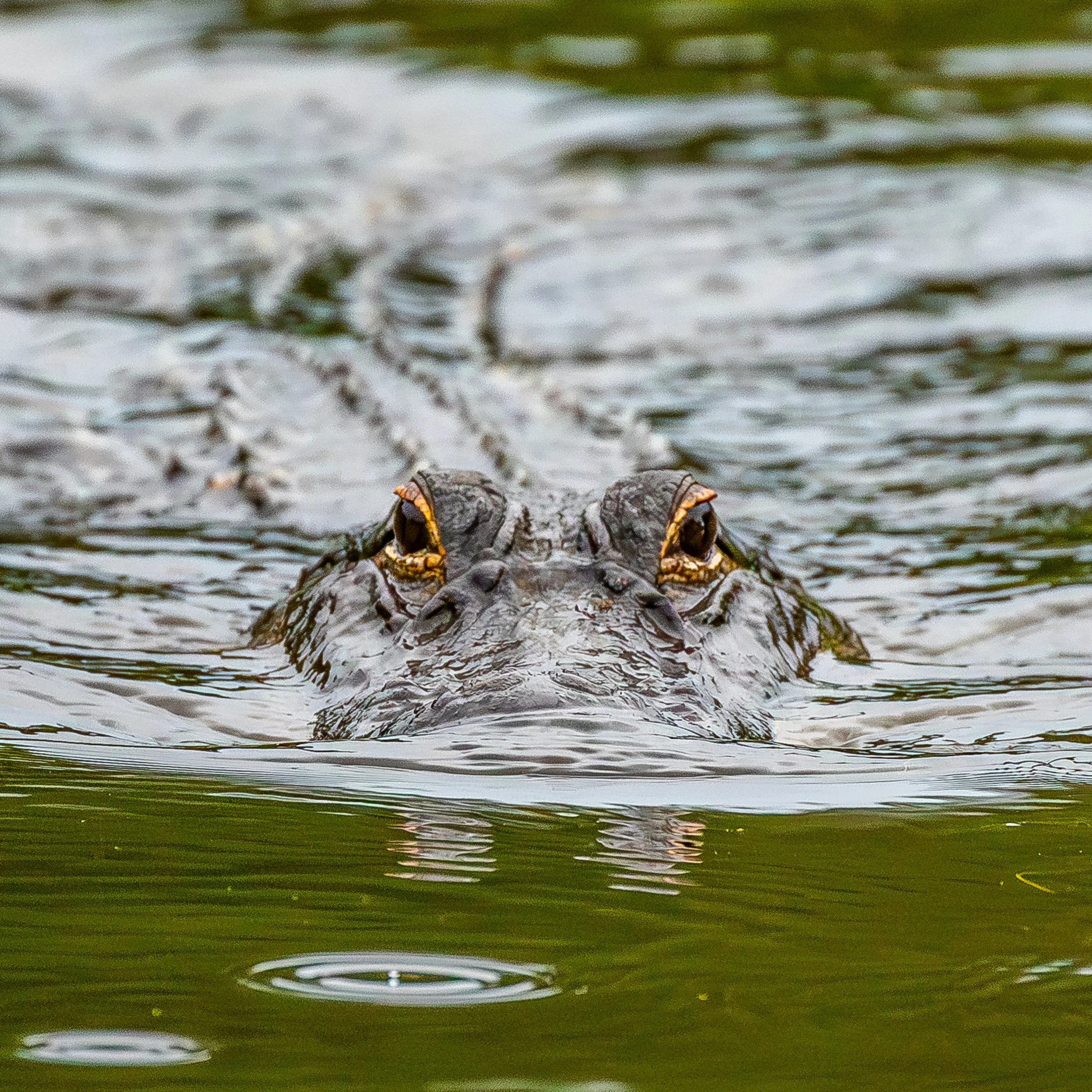 Gator.jpg
