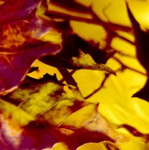 adam pacione still life 12.jpg