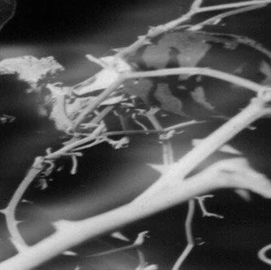 adam pacione still life 13.jpg