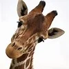 giraffe.jpeg
