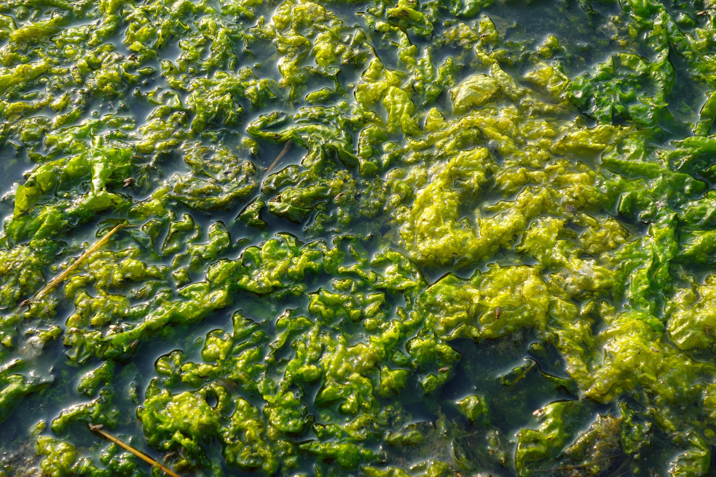 algen close klein.jpg