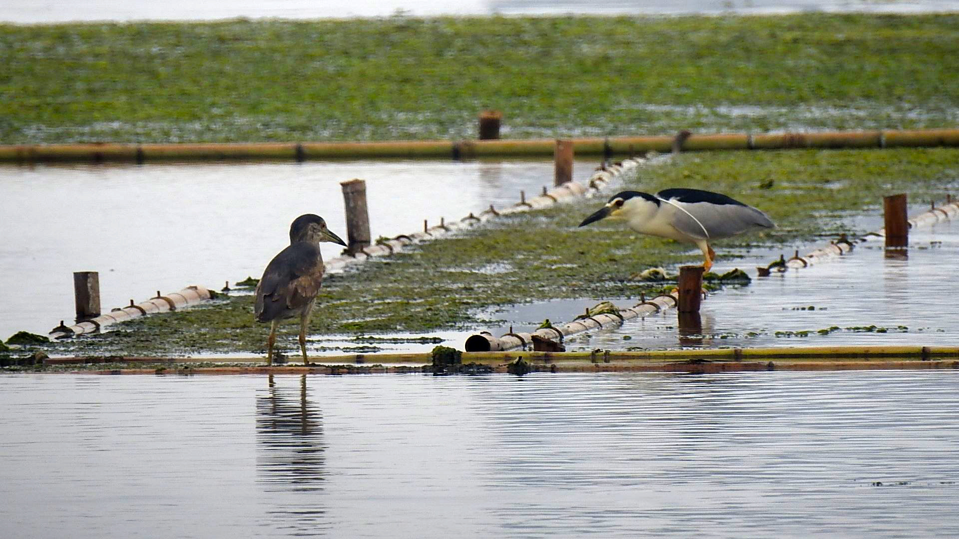 vogels zeer dichtbij.jpg