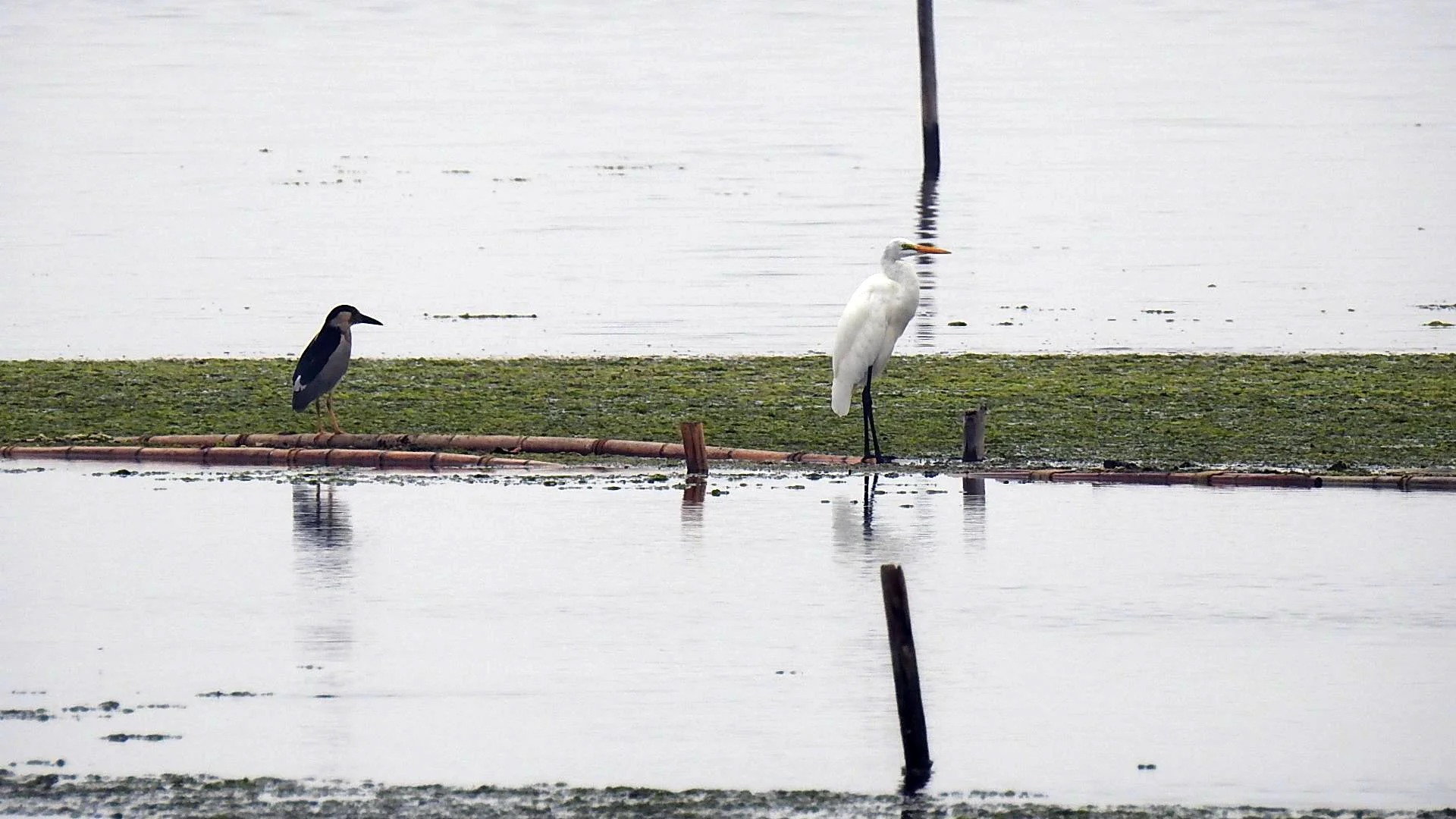 witte en zwarte reiger.jpg