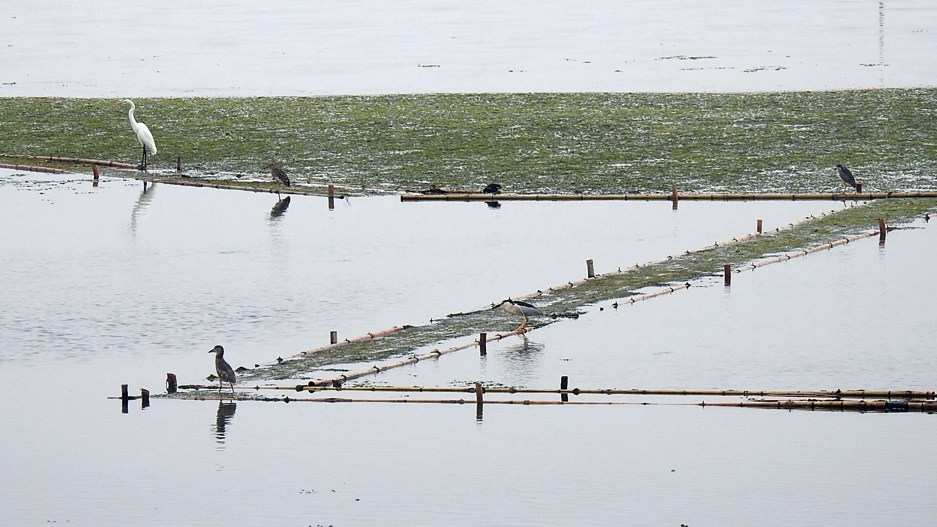 witte reiger afstand.jpg