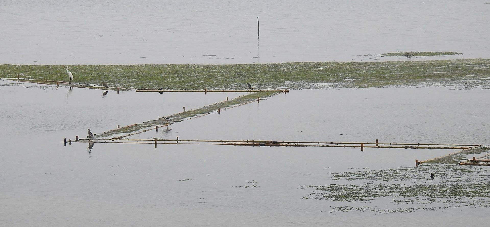 witte reiger ver.jpg