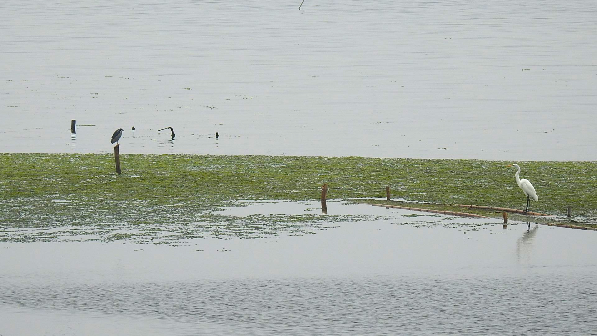 witte reiger ver rechterkant.jpg