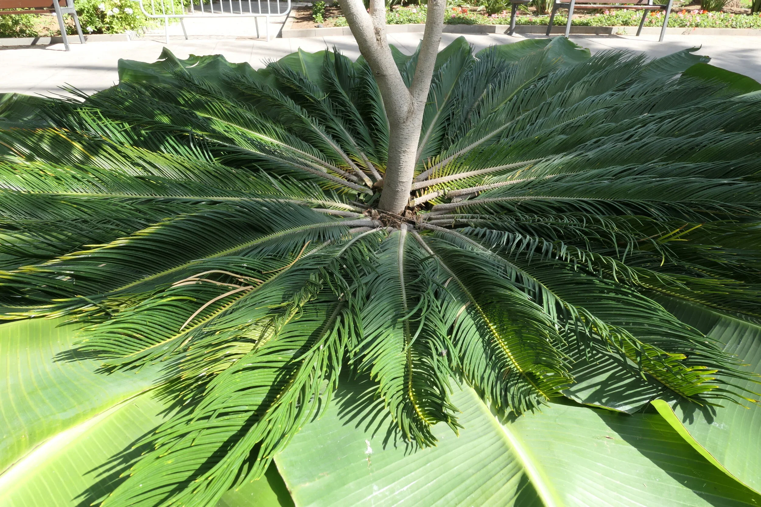 P1000235.webp
