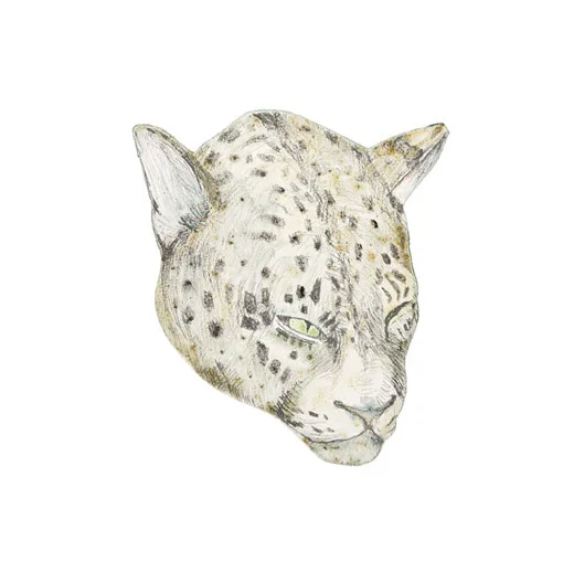 Leopard, half profile