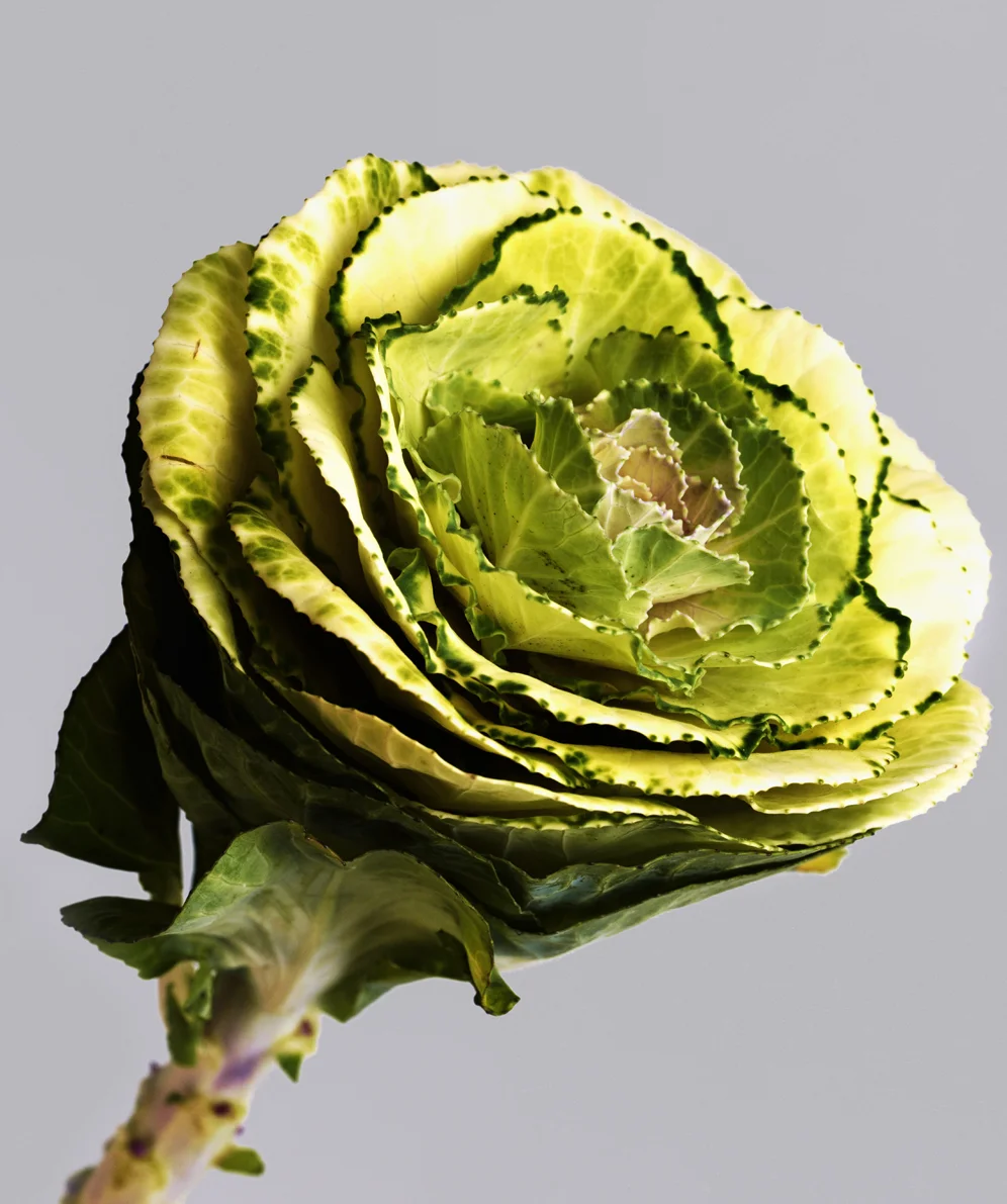 flower3_019.jpg