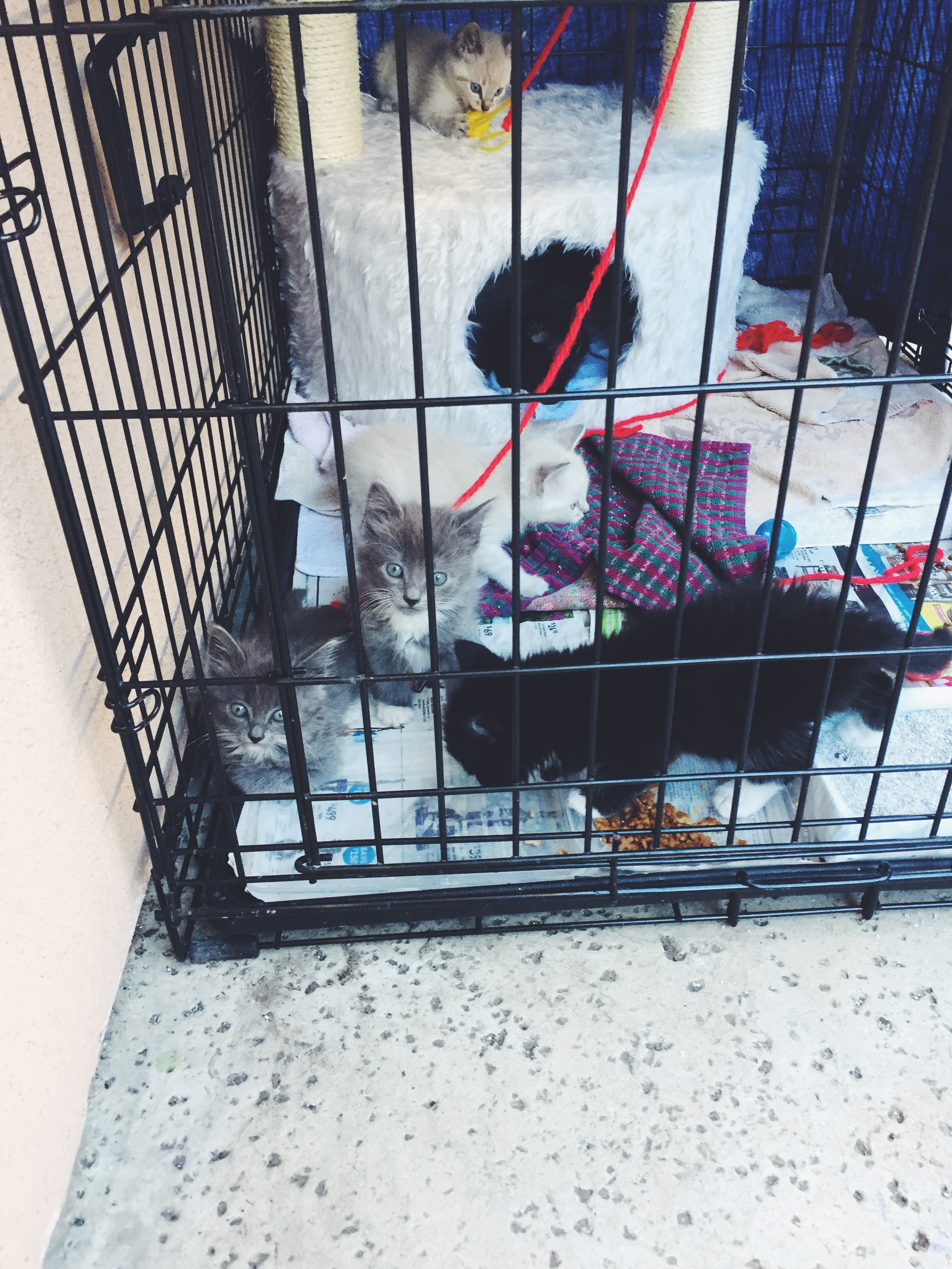 There were many to choose from, but this little guy took the prize. He had a calm quiet demeanor about him which I think would pair well with Duke. 