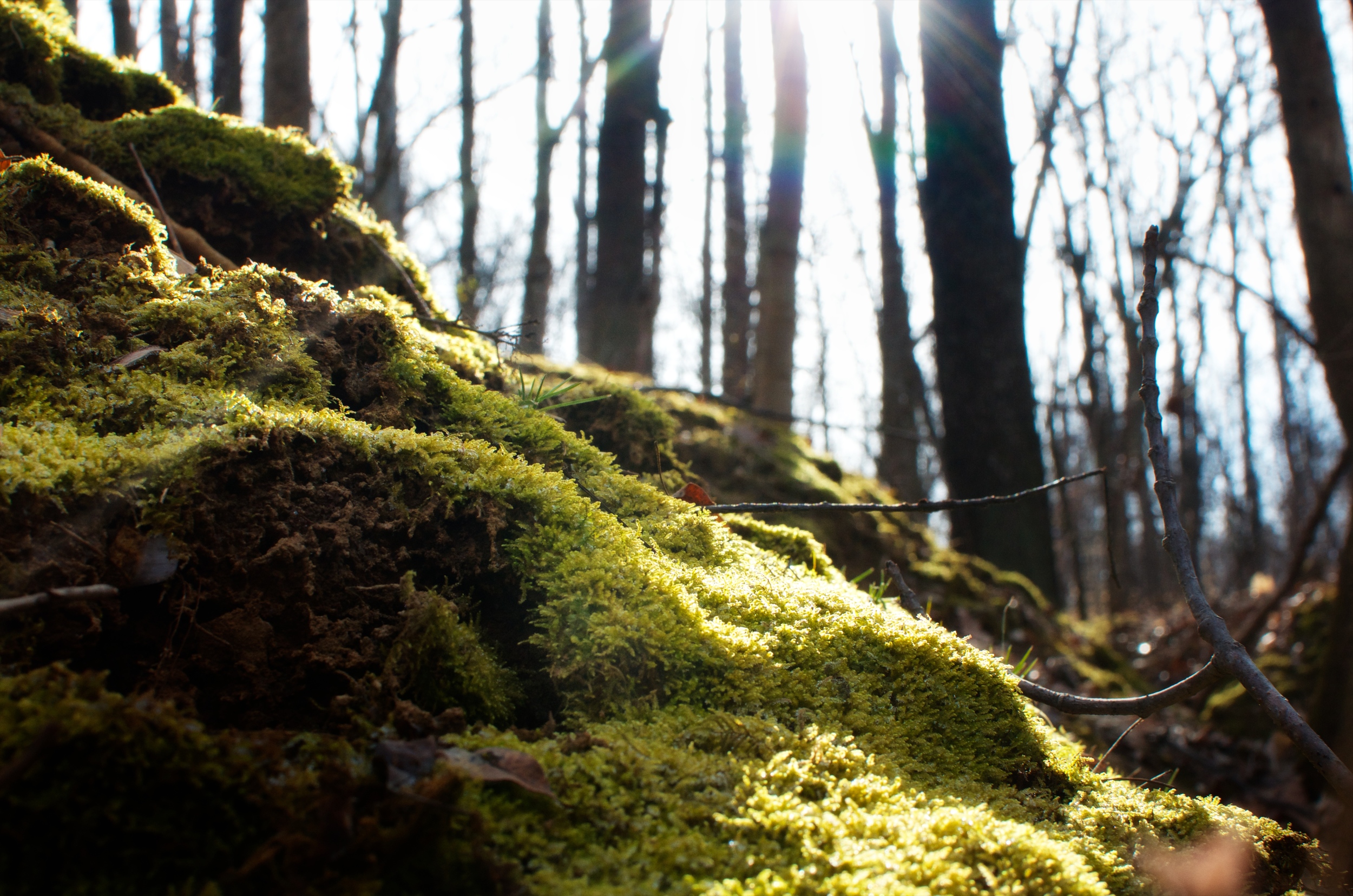 Moss, Cherokee Park, Spring
