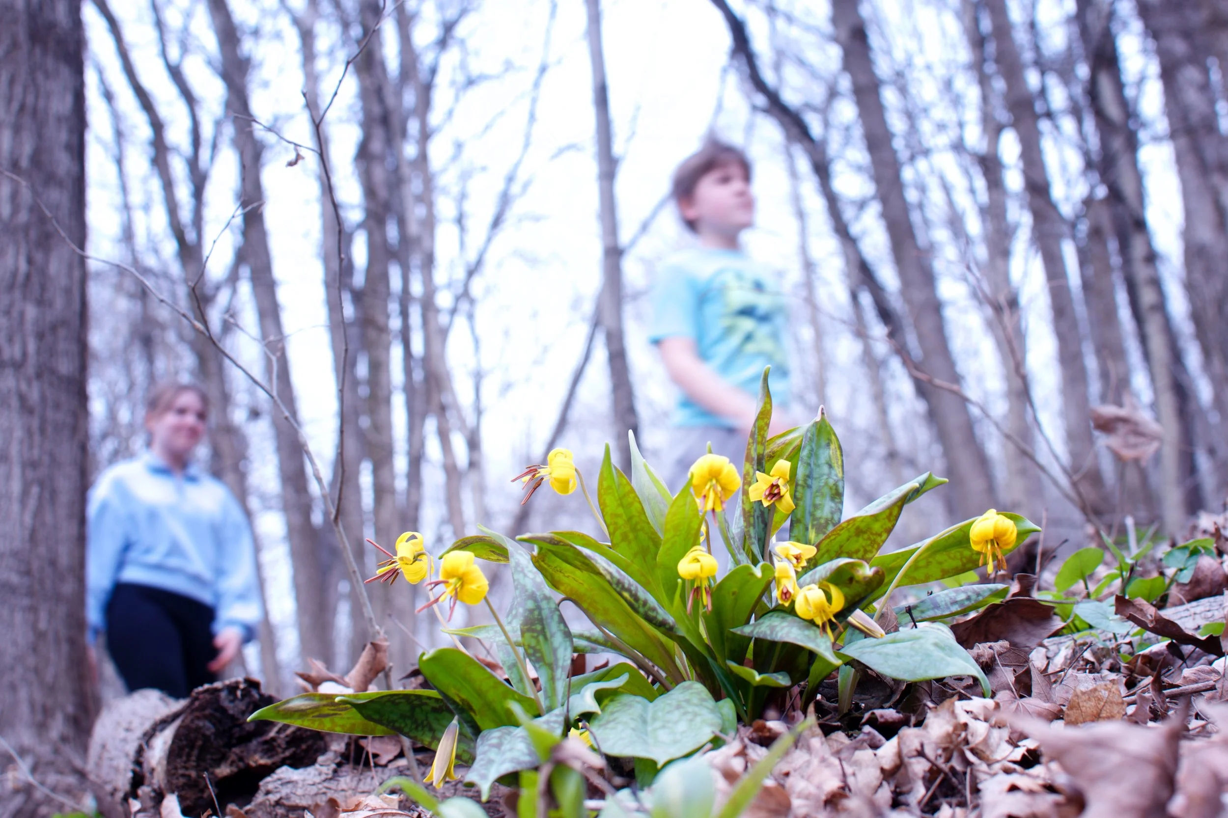 Andy-Christ-Spring_TroutLily.jpg