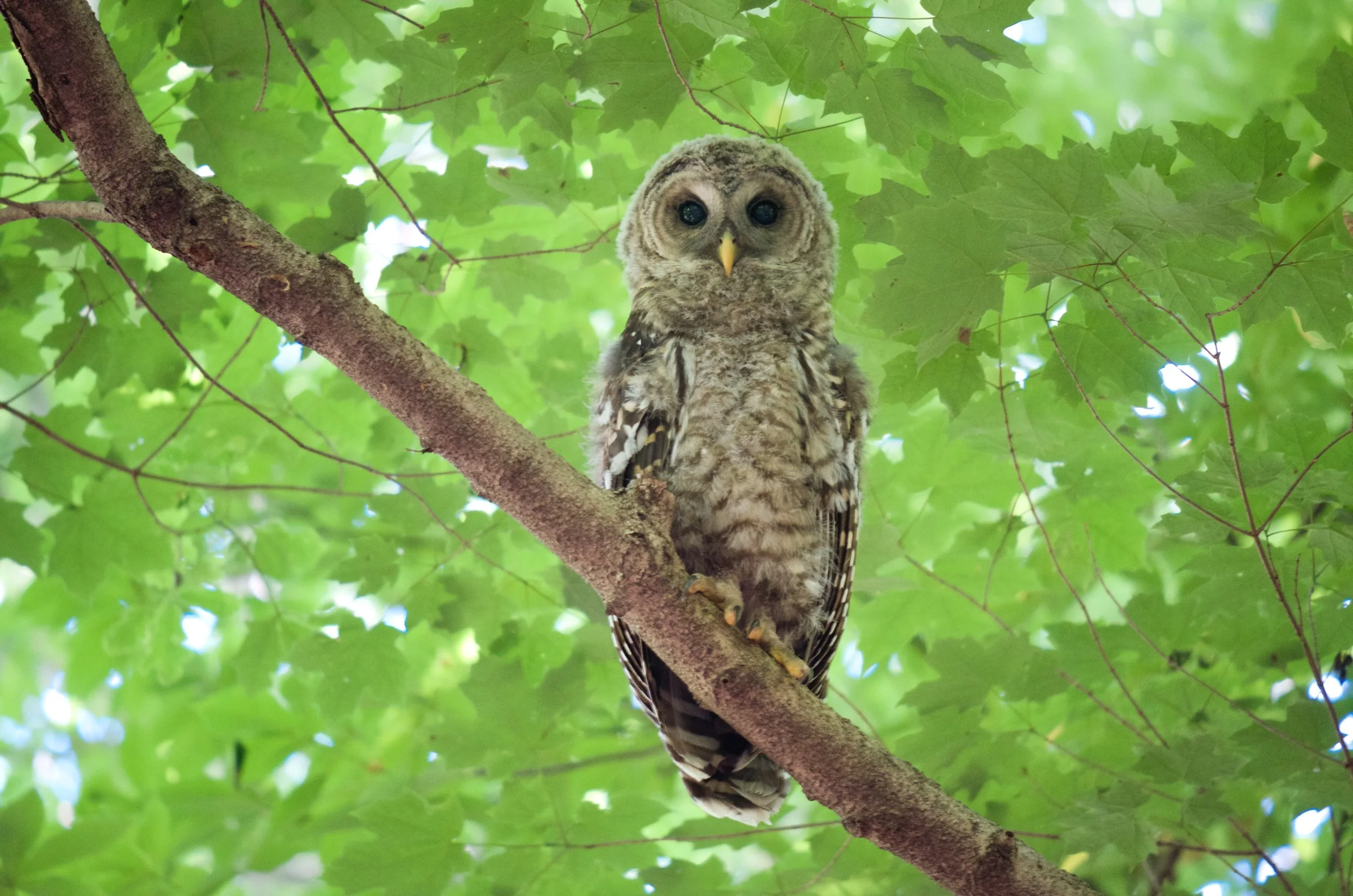AndyChrist-owl-nature.jpg
