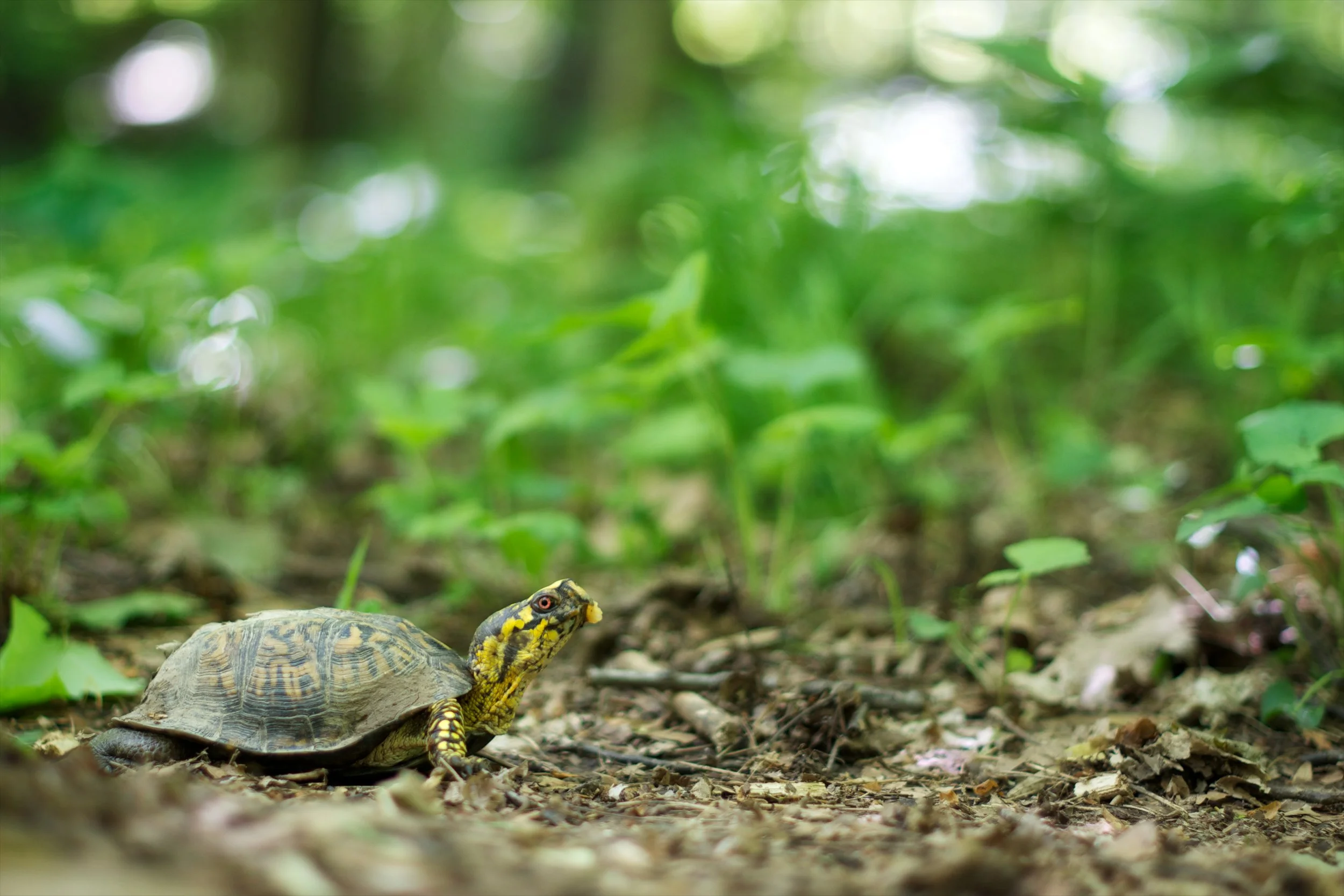 Andy-Christ-Yellow_Box_Turtle_Cherokee_Park_Summer.jpg