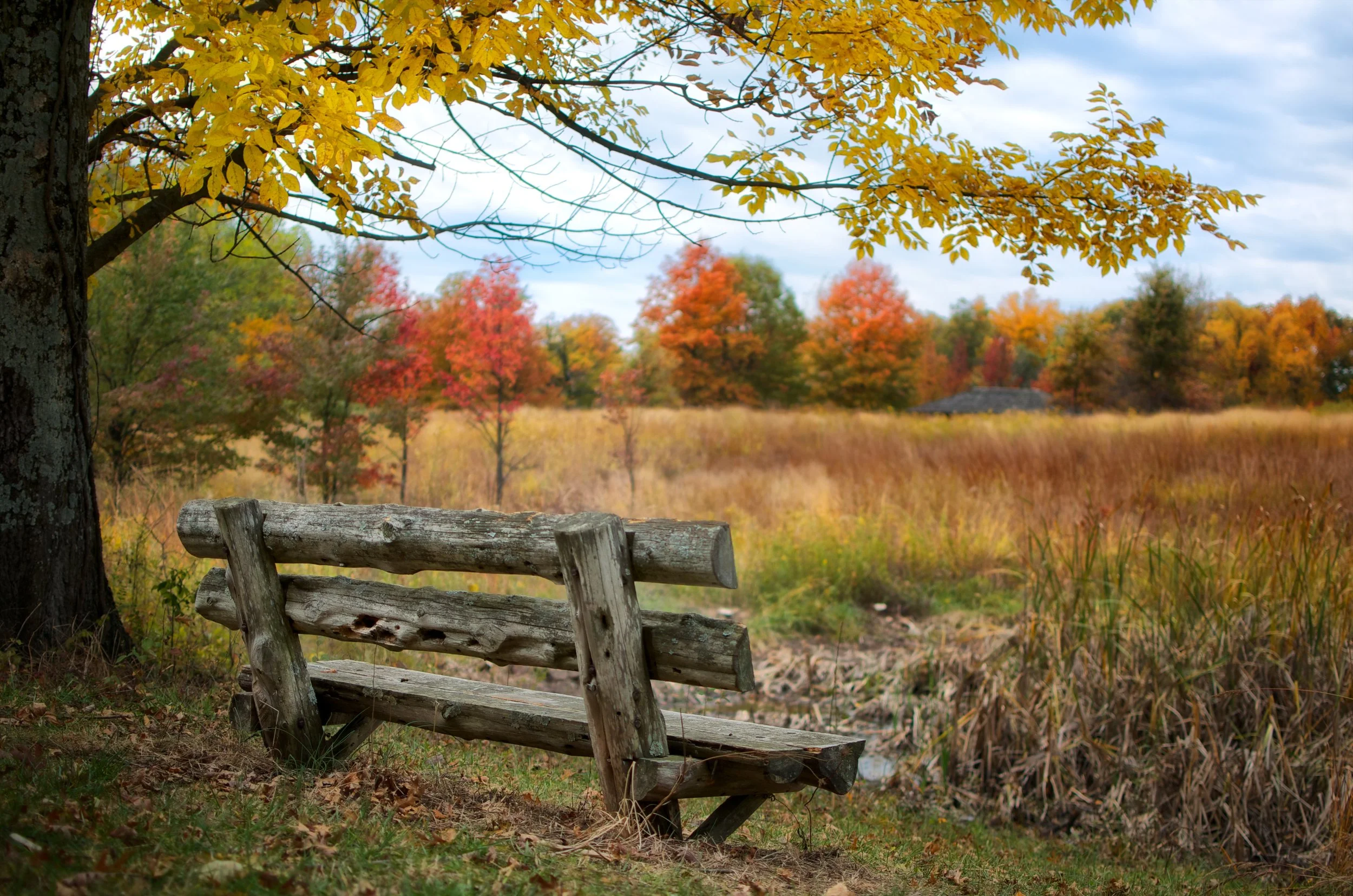 Andy-Christ-Iroquois_Park_Bench_Fall.jpg