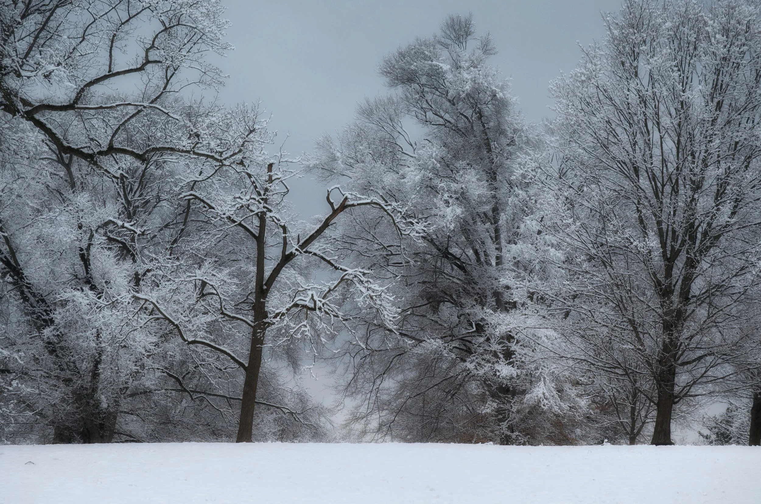 OLMSTED_Andy_Christ_CherokeePark_Winter117.jpg