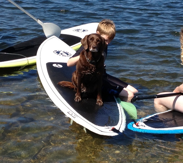 Dog on a Stand Up Paddle Board