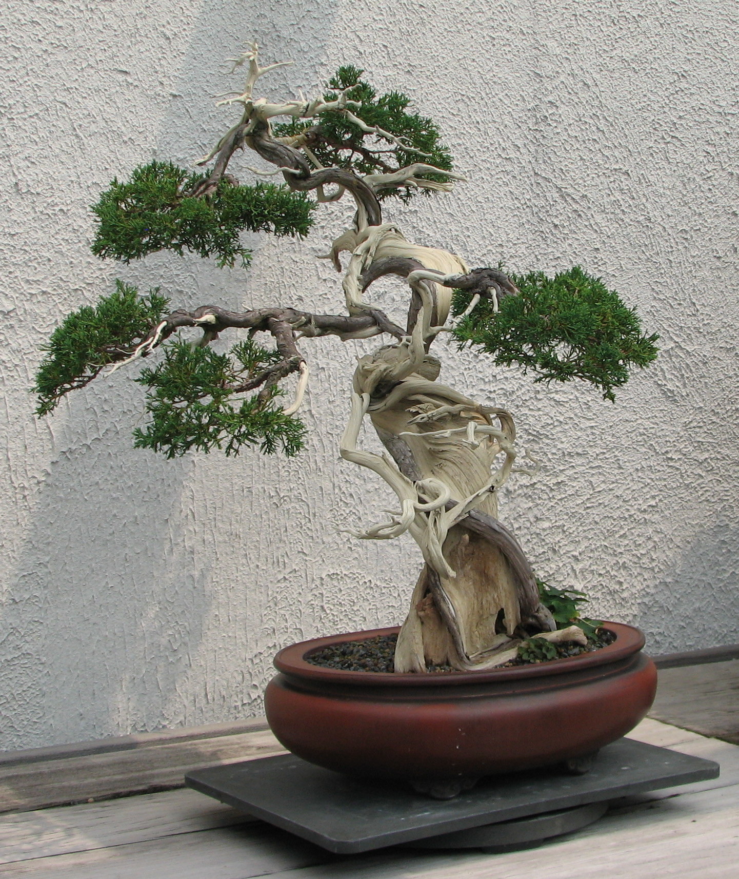 "Sargent Juniper, 1905-2007" by Ragesoss - Own work. Licensed under CC BY-SA 3.0 via Wikimedia Commons